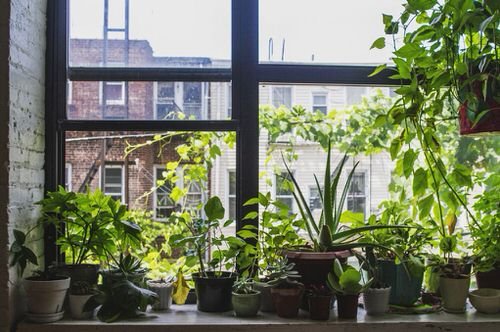  Windowsill Decor Ideas with Plants 11
