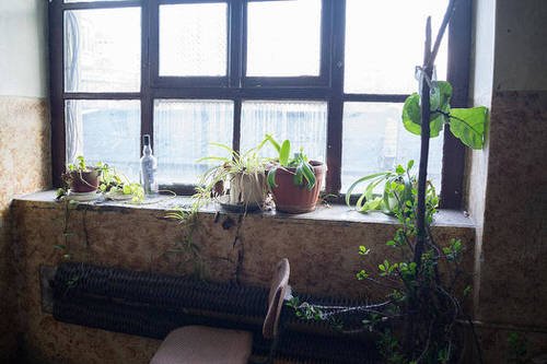  Windowsill Decor Ideas with Plants 12