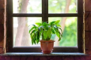 30 Windowsill Decor Ideas with Plants | Balcony Garden Web