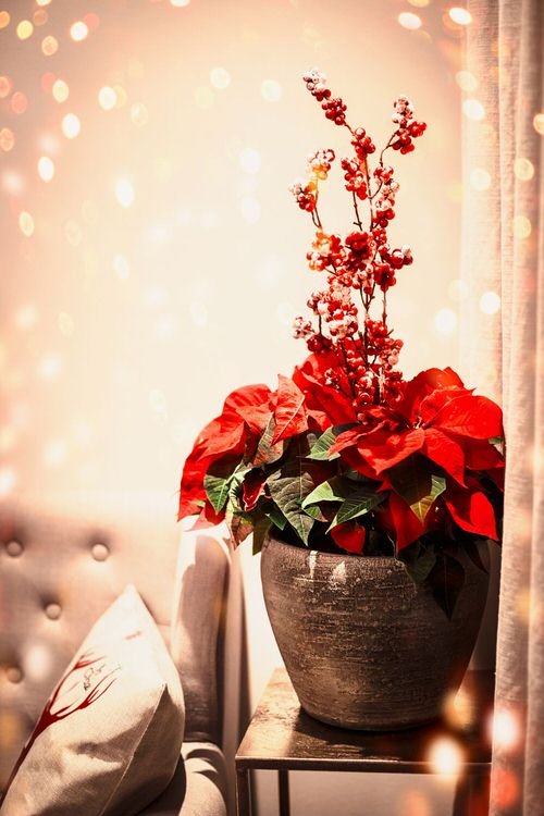 Christmas Decor Ideas with Plants 2