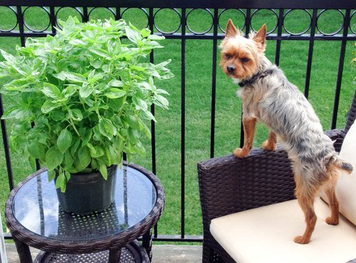 Plants that Dogs Love to Eat 002