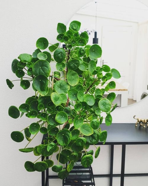 Chinese Money Plant that Bring Wealth in Home