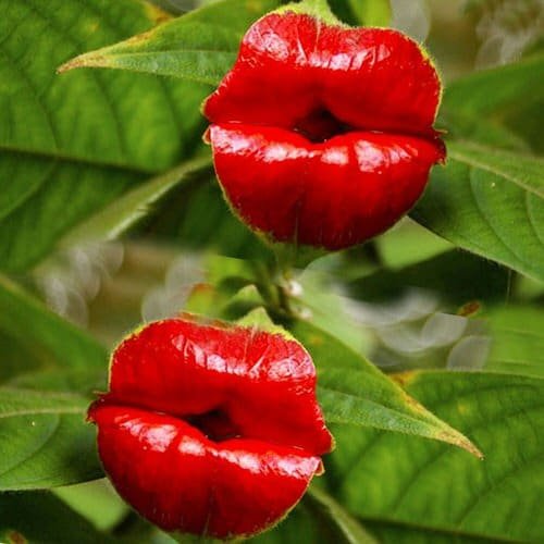 24 Unique Flowers that Look Like Things | Balcony Garden Web