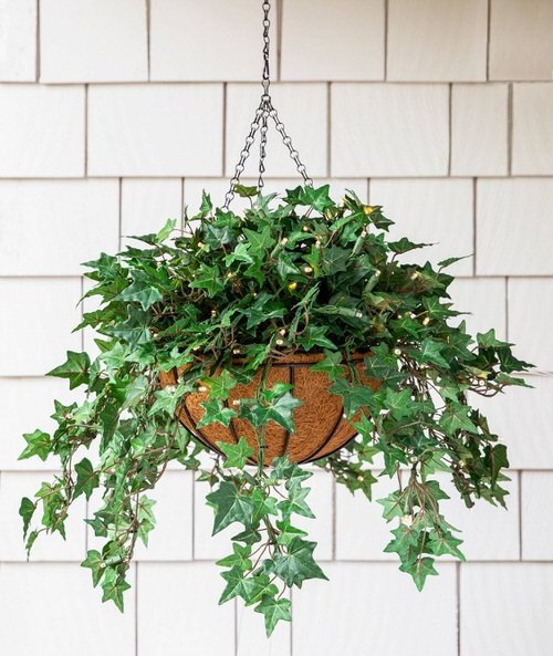 Hanging Plants for the Wall 