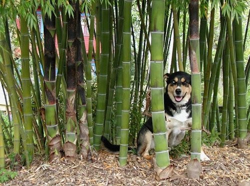 Plants that Dogs Love to Eat