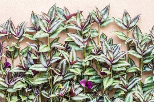 Best Plants for a Vertical Wall 3