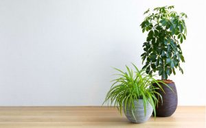 30 Best Insta Worthy Photos of House Plants | Balcony Garden Web