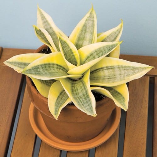 20 Gorgeous Golden Houseplants Balcony Garden Web