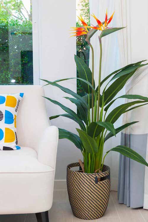 Indoor Plants for a Minimalist Home 5