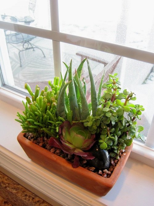 Aloe vera Indoor Decor Ideas 15