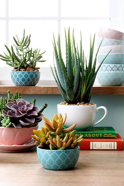 Aloe vera Indoor Decor Ideas 17