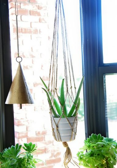 28 Brilliant Aloe Vera Plant Display Ideas Indoors Thuy San Plus 2373