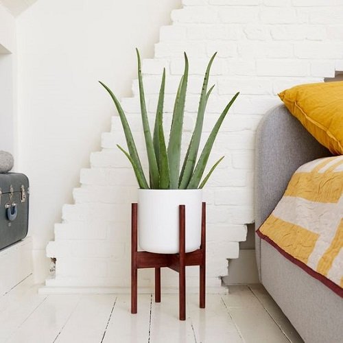 Aloe vera Indoor Decor Ideas 23