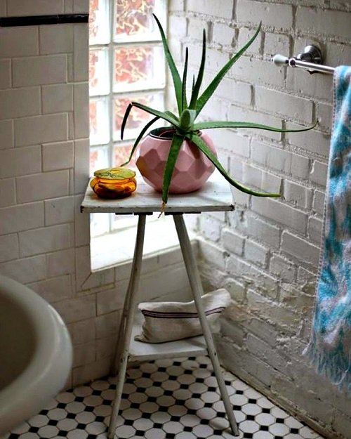 Aloe vera Indoor Decor Ideas 9