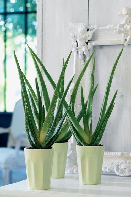 Aloe vera Indoor Decor Ideas 25