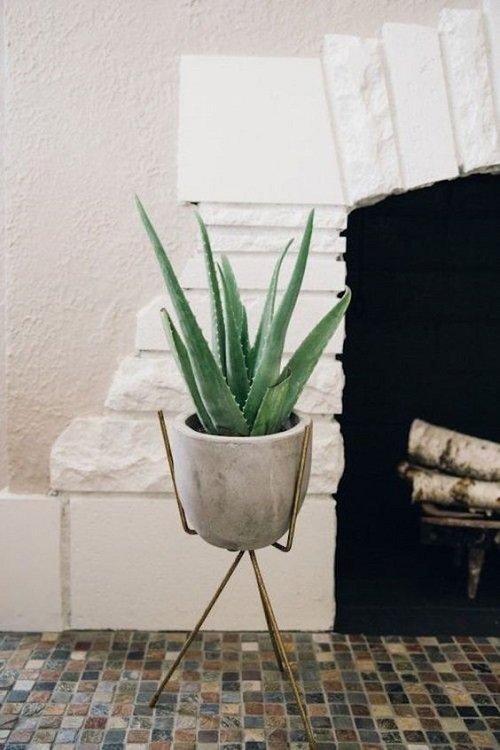 Aloe vera Indoor Decor Ideas 21