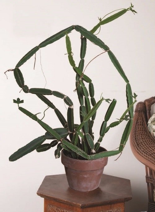How to Grow Cissus quadrangularis Indoors