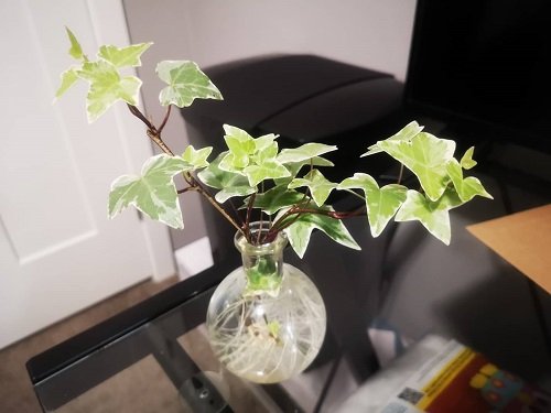 English Ivy on glass table