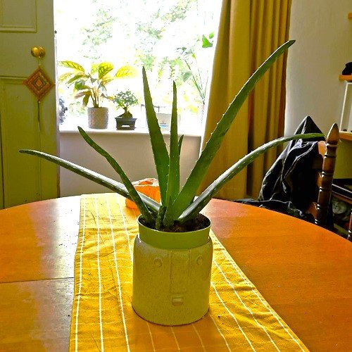 Aloe vera Indoor Decor Ideas 7