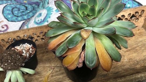 What to Do with Overwatered Succulents