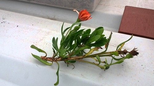 Growing Gerbera Daisy from Cuttings