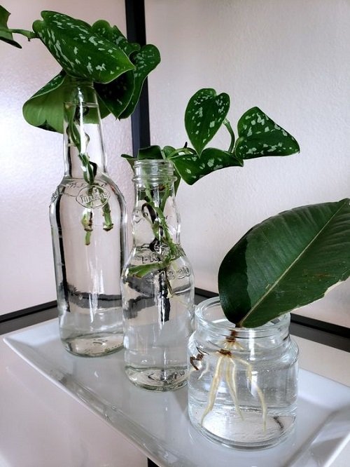 Silver Vine in glass bottel and jar