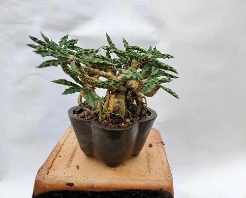 Adorable Mini Indoor Plants 9