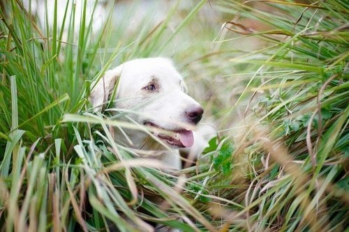 Plants that Dogs Love to Eat | Lemongrass