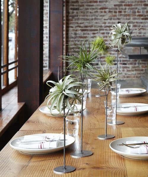 Best Indoor Plants for Dining Room