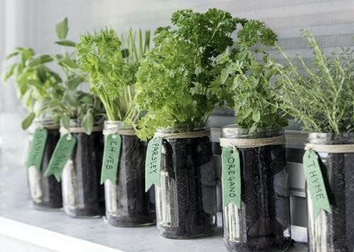 Indoor Plants You Can Grow in Glass Jars and Bottles