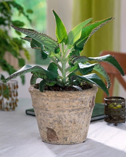 Houseplants You Can't Kill Even If You Want