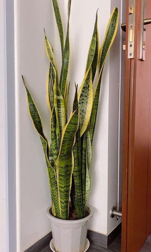 Best Tall Houseplants with Patterns