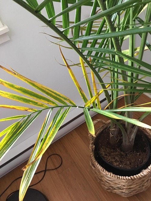 Signs of Unhappy Houseplants 3