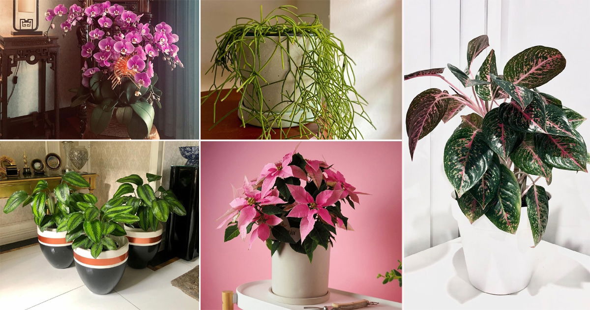 100 Wishlist Indoor Plants from Instagram | Balcony Garden Web