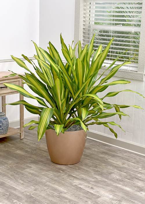Best Tall Houseplants with Patterns 6