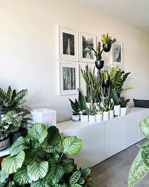 Best of Indoor Plant Décor on Instagram 6