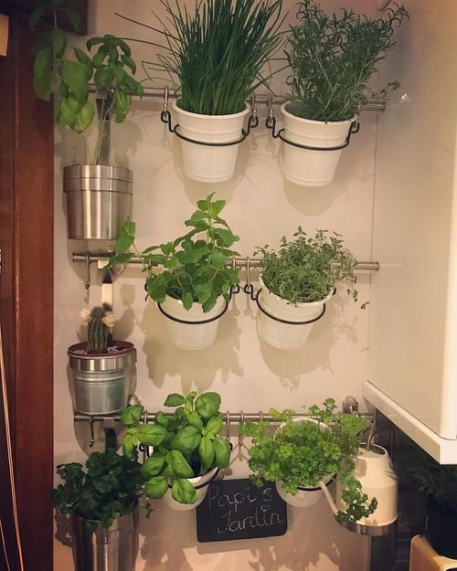 Indoor Herb Garden on Instagram 6