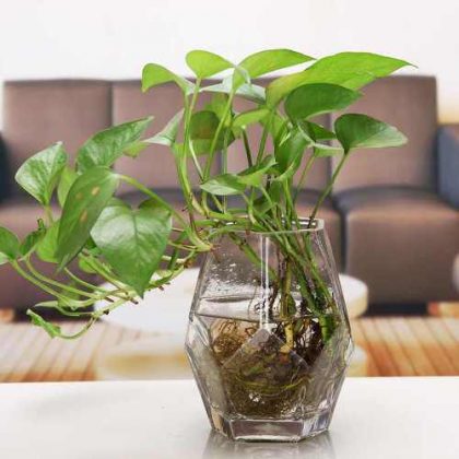 15 Indoor Plants in Glass Jar Ideas | Balcony Garden Web