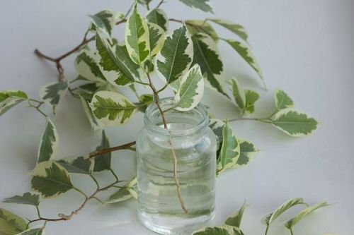 Indoor Plants in Glass Jars Ideas 11