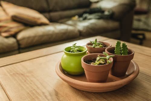 Tiny Tabletop Garden Ideas 4