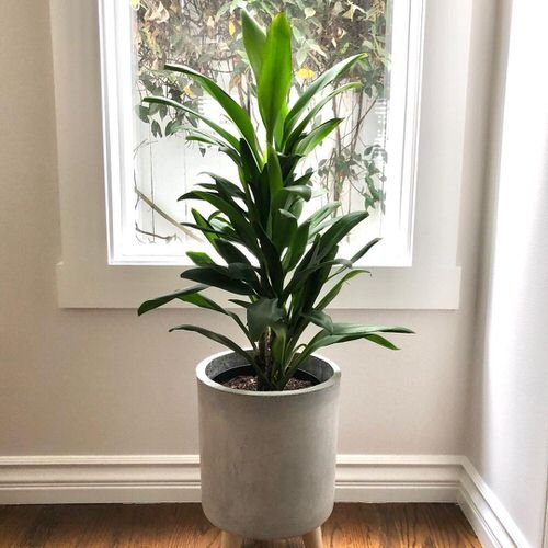 Tropical Indoor Plants Pictures and Ideas from Instagram 7