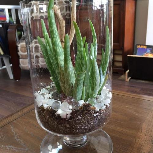 Indoor Plants in Glass Jars Ideas 12