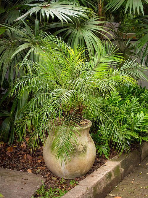 Types of Palm Plants 8