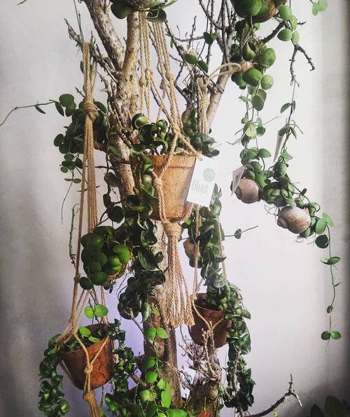 Hanging Strings Plant Ideas 11