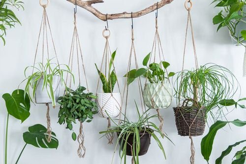 Unique Indoor Plants in Hanging Baskets 8