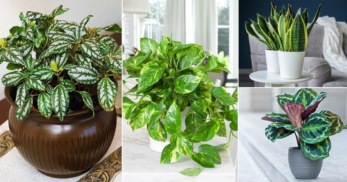16 Indoor Plants for North Facing Windows | Balcony Garden Web