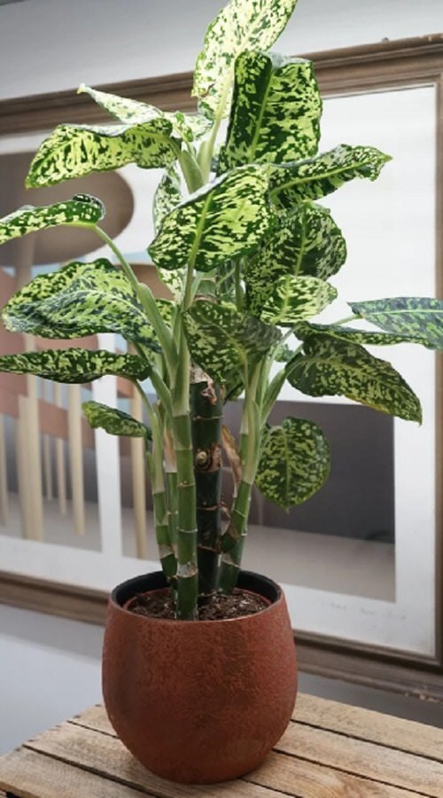 Variegated Versions of Most Popular Houseplants 54