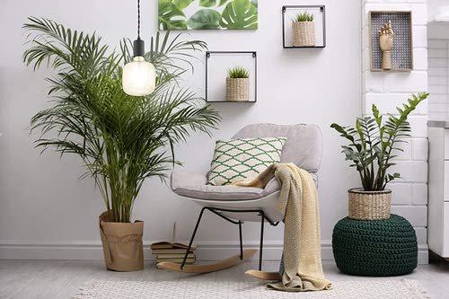 Pin Worthy Houseplant Pictures 15