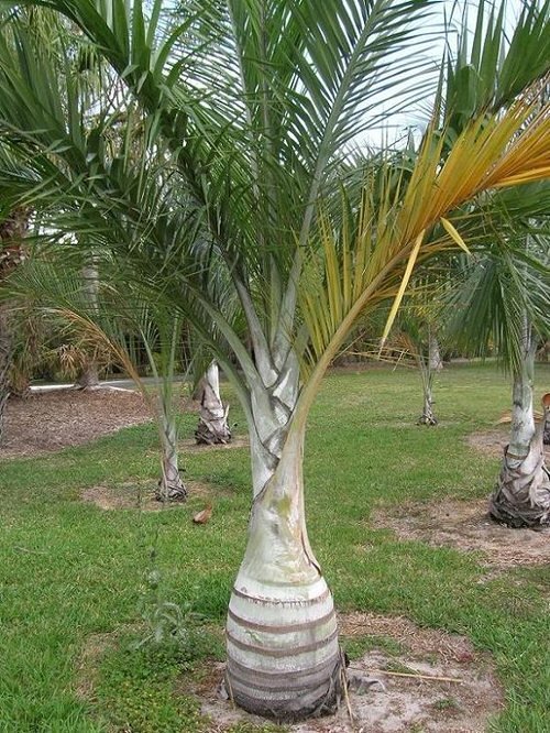 Types of Palm Plants 9