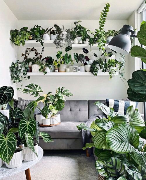 Best of Indoor Plant Décor on Instagram 9